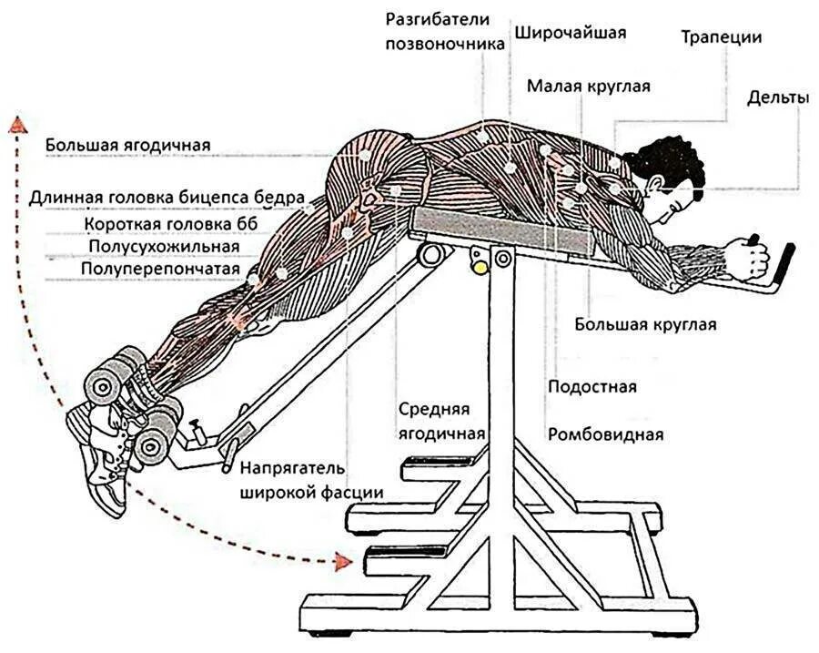 Разгибание поясницы. Обратная гиперэкстензия тренажер чертеж. Тренажер для мышц спины гиперэкстензия чертеж. Гиперэкстензия тренажер техника выполнения для мышц спины. Тренажёр Обратная гиперэкстензия реверсивнаяgfz124.