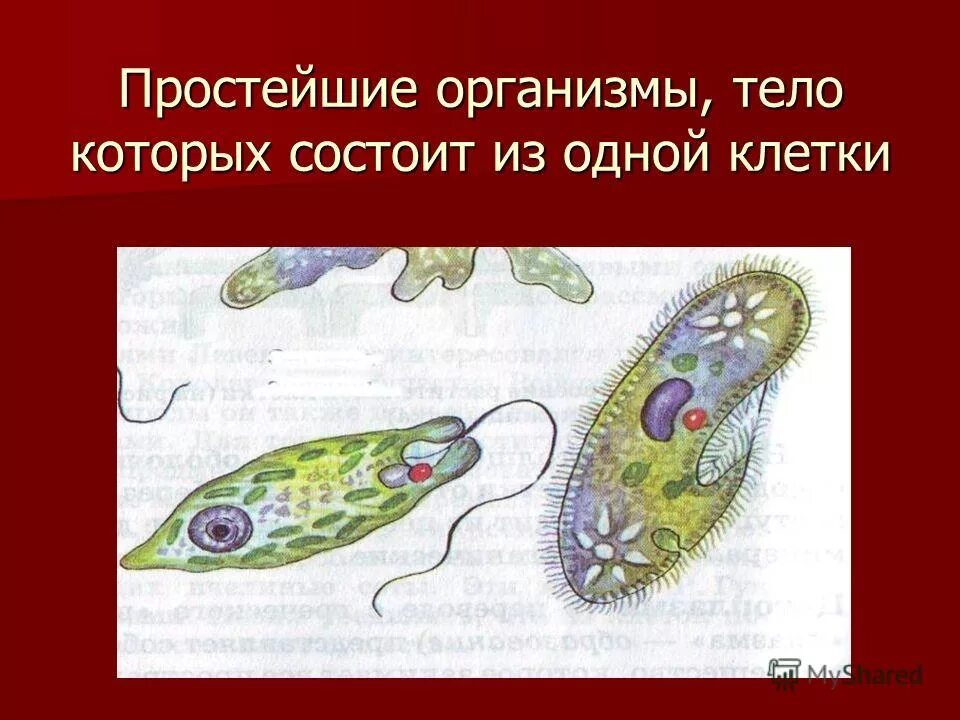 Простейшие организмы. Простейшие состоят из одной клетки. Организмы тело которых состоит из одной клетки.