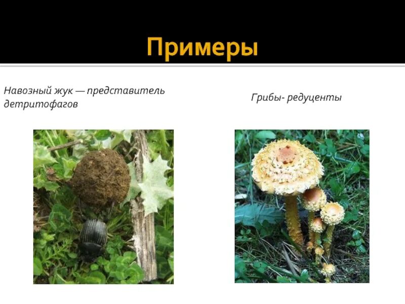 Жук навозник редуцент. Детритофаги и редуценты. грибы детритофаги. детритофаги примеры. опенок редуцент.
