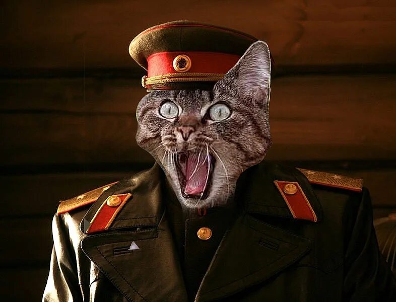 Кот военный. Кот генерал. Боевые коты. Кот в военной форме.
