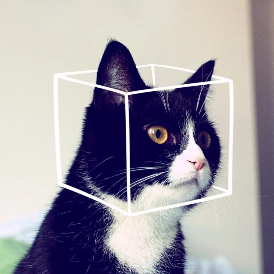 Кот квадратный какая. Квадратный кот. Квадратная кошка. Кот в квадрате. Кот фотографирует.