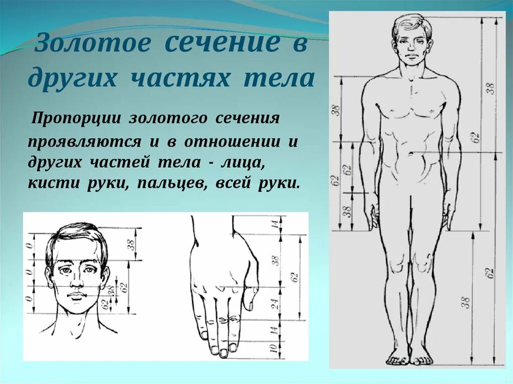 Золотое сечение в теле человека. Пропорции тела человека. Золотое сечение пропорции тела. Пропорции золотого сечения в теле человека.