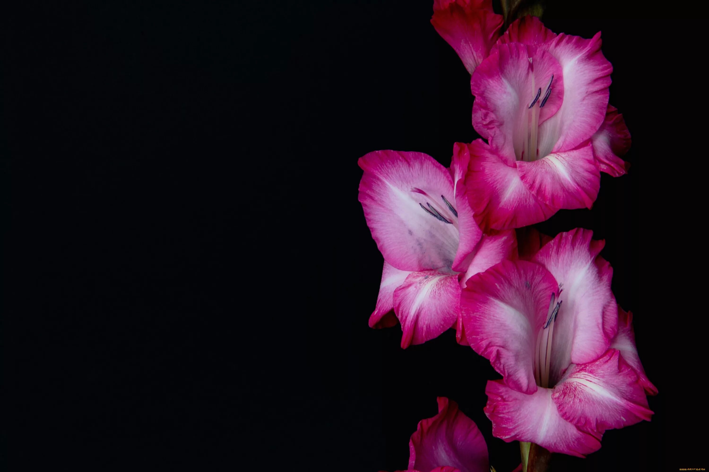 Гладиолус цветок. Гладиолус розовый Мираж. Гладиолус Майндсет. Гладиолус Имоджен.