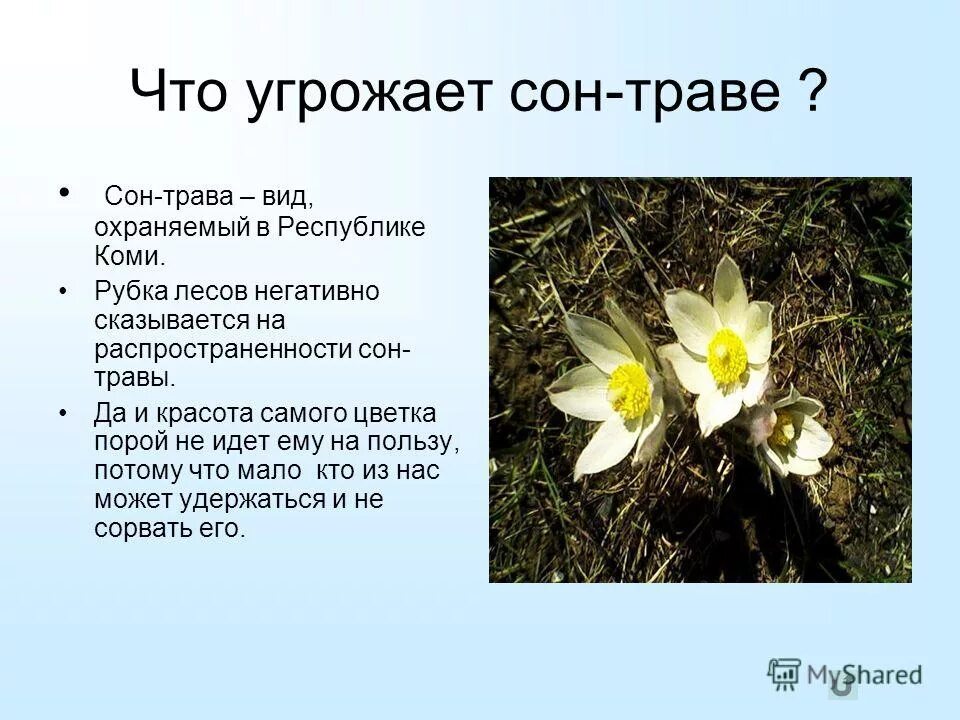 Красная книга республики растение. Растения занесенные в красную книгу беларуси. Красная книга республики растение. Растения красной книги республики коми. Цветы красной книги алтая.