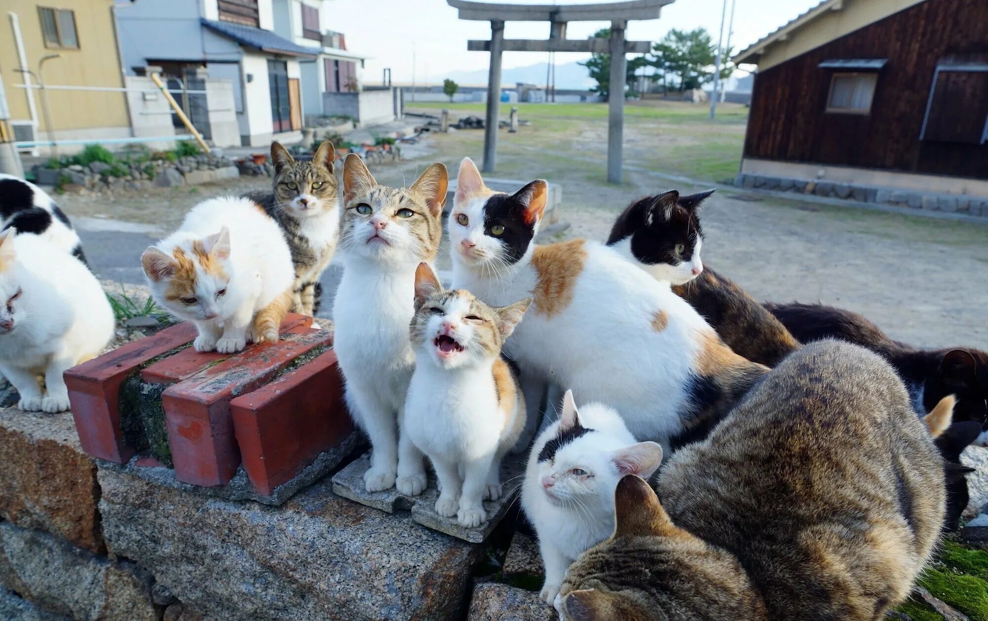 More cats