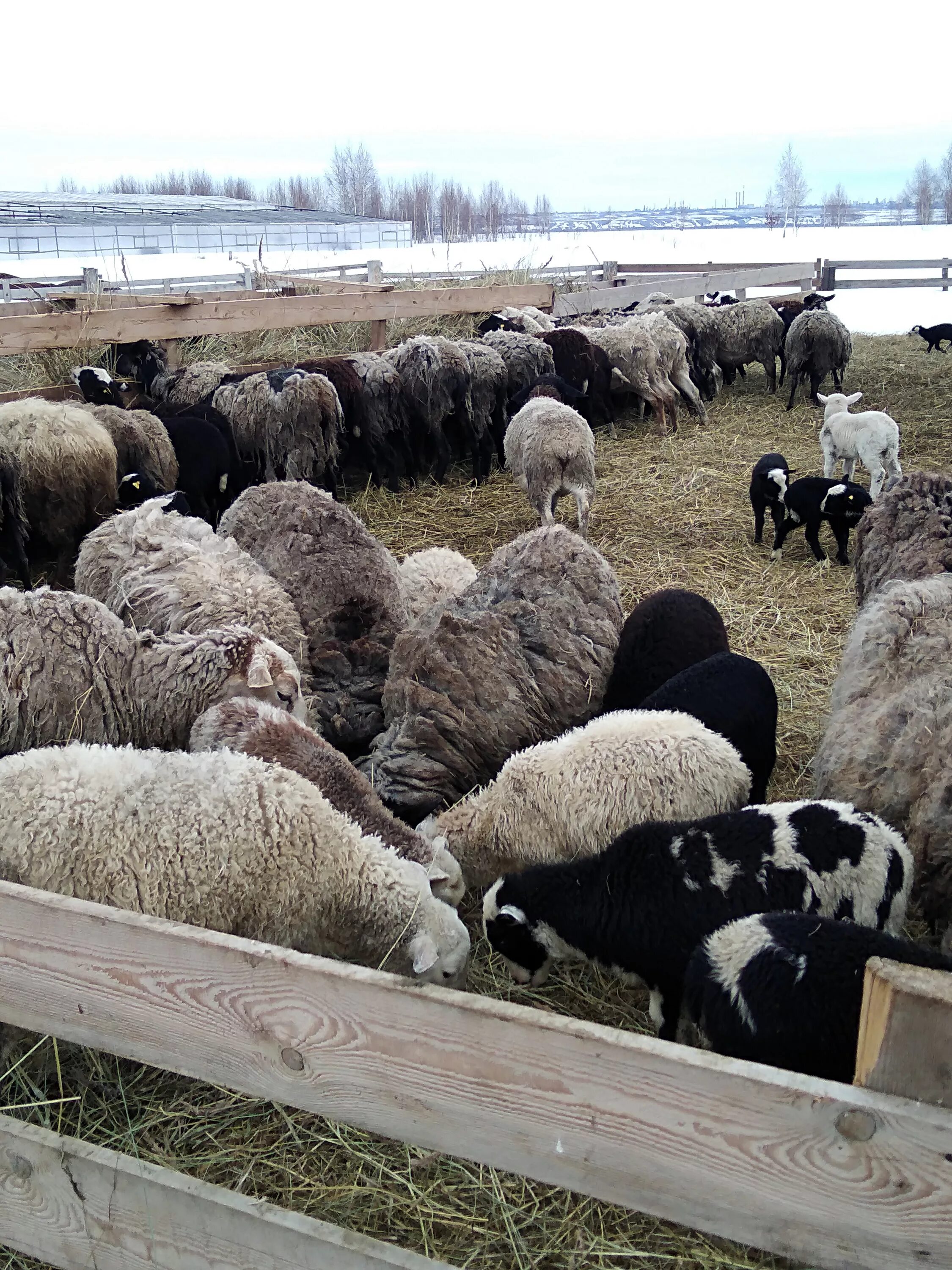 Овцы цвартблес. Крупные породы овец в России. Большие бараны мясной породы. Молочные породы овец в России. Купить овец омск