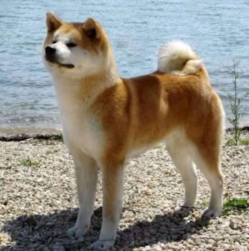Собака похожая на акиту. Акита-ину. Японская Акита ину. Лайка Акита ину. Хатико порода Акита.