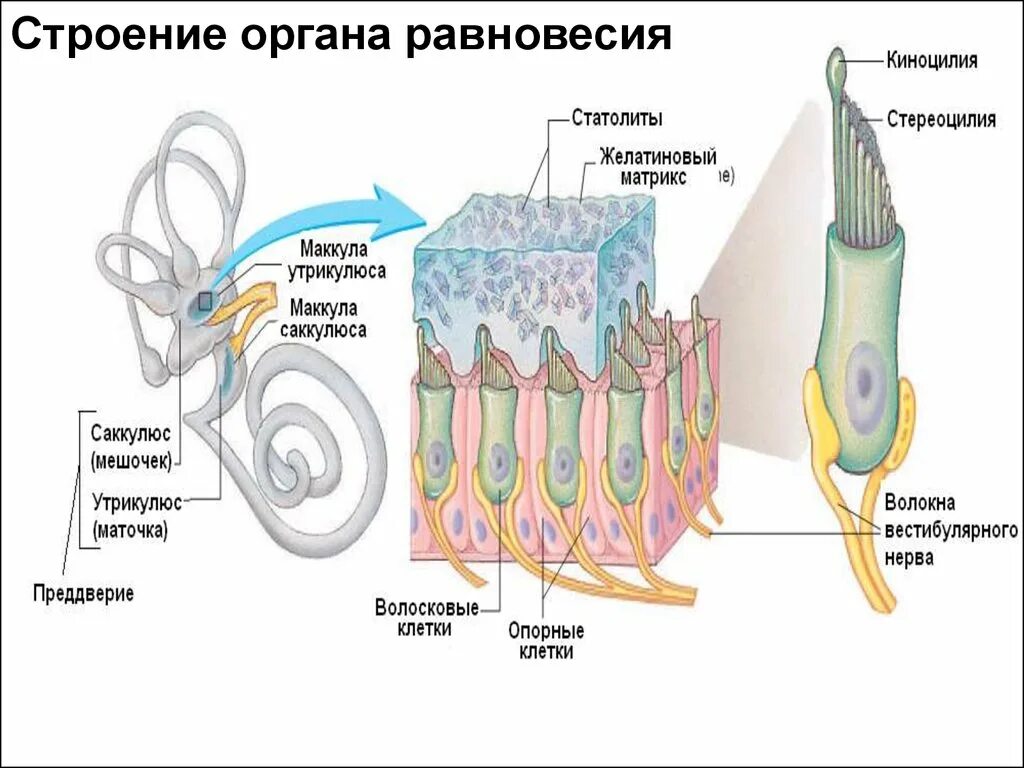 Клетки вестибулярного аппарата. Строение вестибулярного аппарата гистология. Рецепторные клетки органа равновесия строение. Отолитовый аппарат строение. Волосковые клетки отолитового аппарата.
