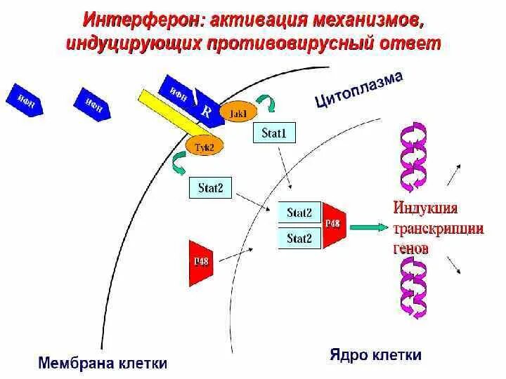 Определение интерферонов. Схема действия интерферонов. механизм образования интерферонов. интерферон строение. механизм противовирусного действия интерферона.