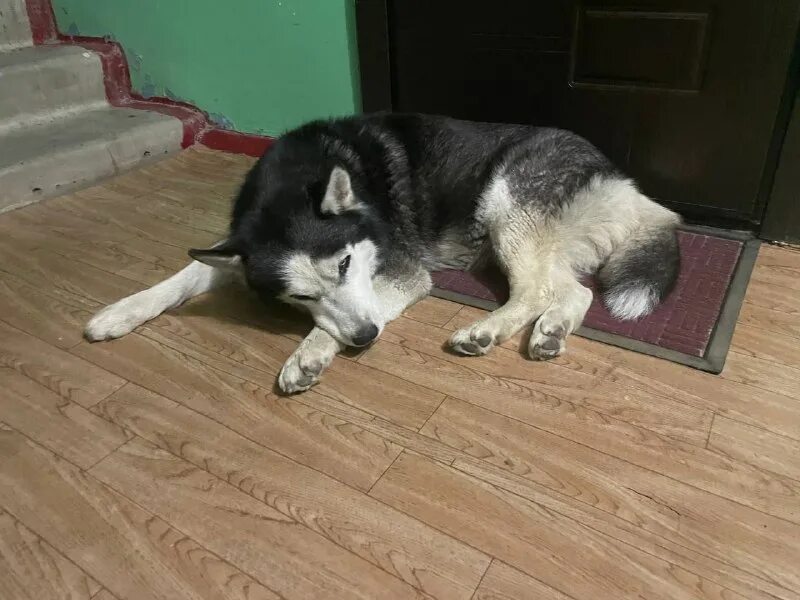 потеряшки каменск уральский найденыши. потеряшки каменск уральский найденыши. найдена собака хаски. в саранске кто отдает нечистокровных щенков алабая. возьму собаку город калачинск видео.