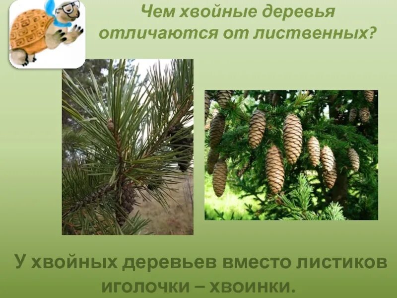 Хвойные деревья 1 класс окружающий мир. Чем отличаются хвойные деревья от лиственных. чем отличаются хвойные деревья от лиственных деревьев. листопадное хвойное дерево ответ. хвоинки фото.