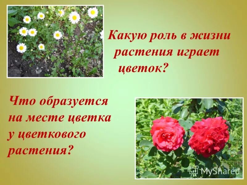 Жизнь растений в 6. Роль цветка. Роль цветка в растении. Какую роль играет цветок. Роль цветков в жизни растений.