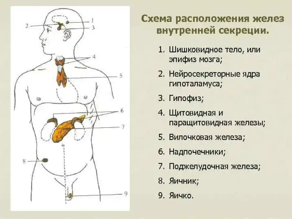 Схема желез внутренней секреции человека. .Система желез внутренней секреции. Функции. Схема функций желез внутренней секреции. Строение желёз внутренней секреции.