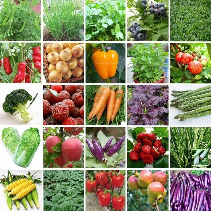 Овощные растения. Семена овощей. Культурные растения. Разнообразие овощей.