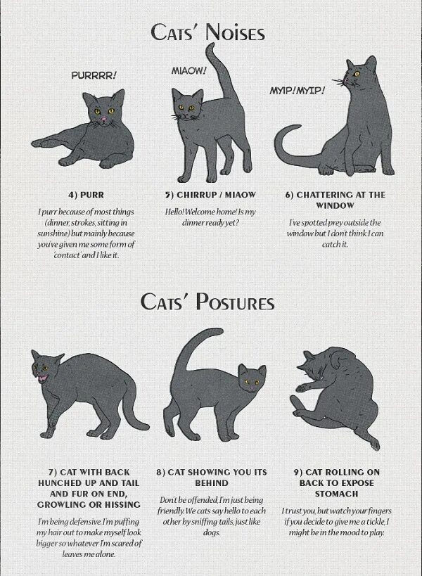 Поведение кошек. Как понять поведение кошки по хвосту. Настроение кошки по хвосту. Характер кота по хвосту.