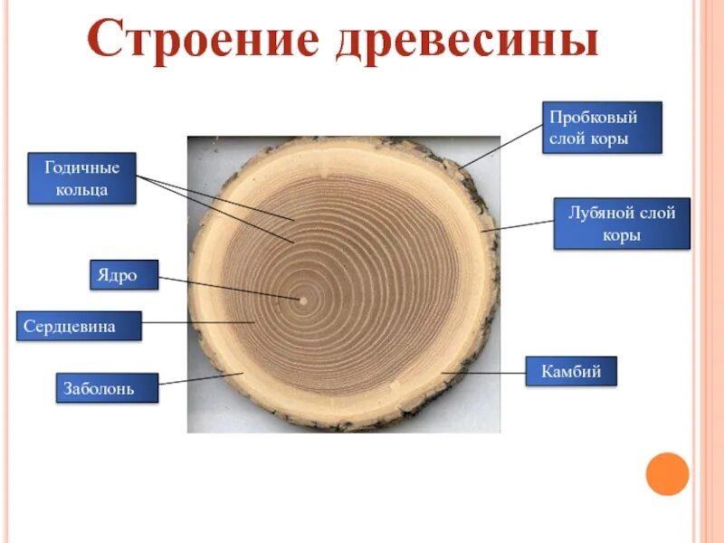 Строение древесины заболонь. Годичные кольца древесины биология 6 класс. Строение ствола заболонь.