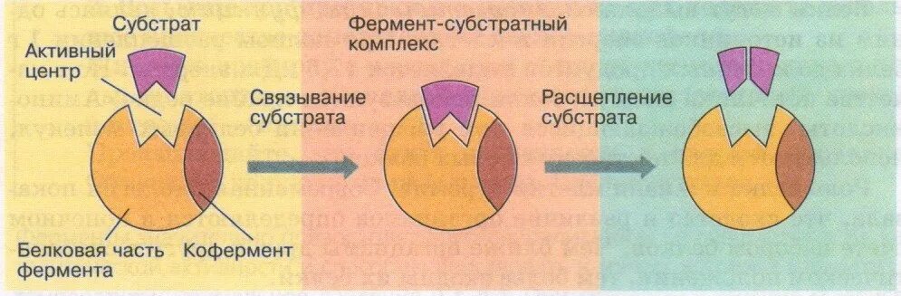 Роль субстратов