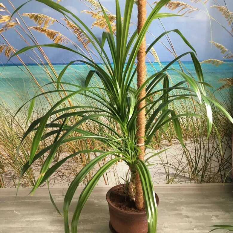 Комнатное растение панданус. Панданус. юкка драцена панданус. панданус комнатное. ложная пальма панданус.