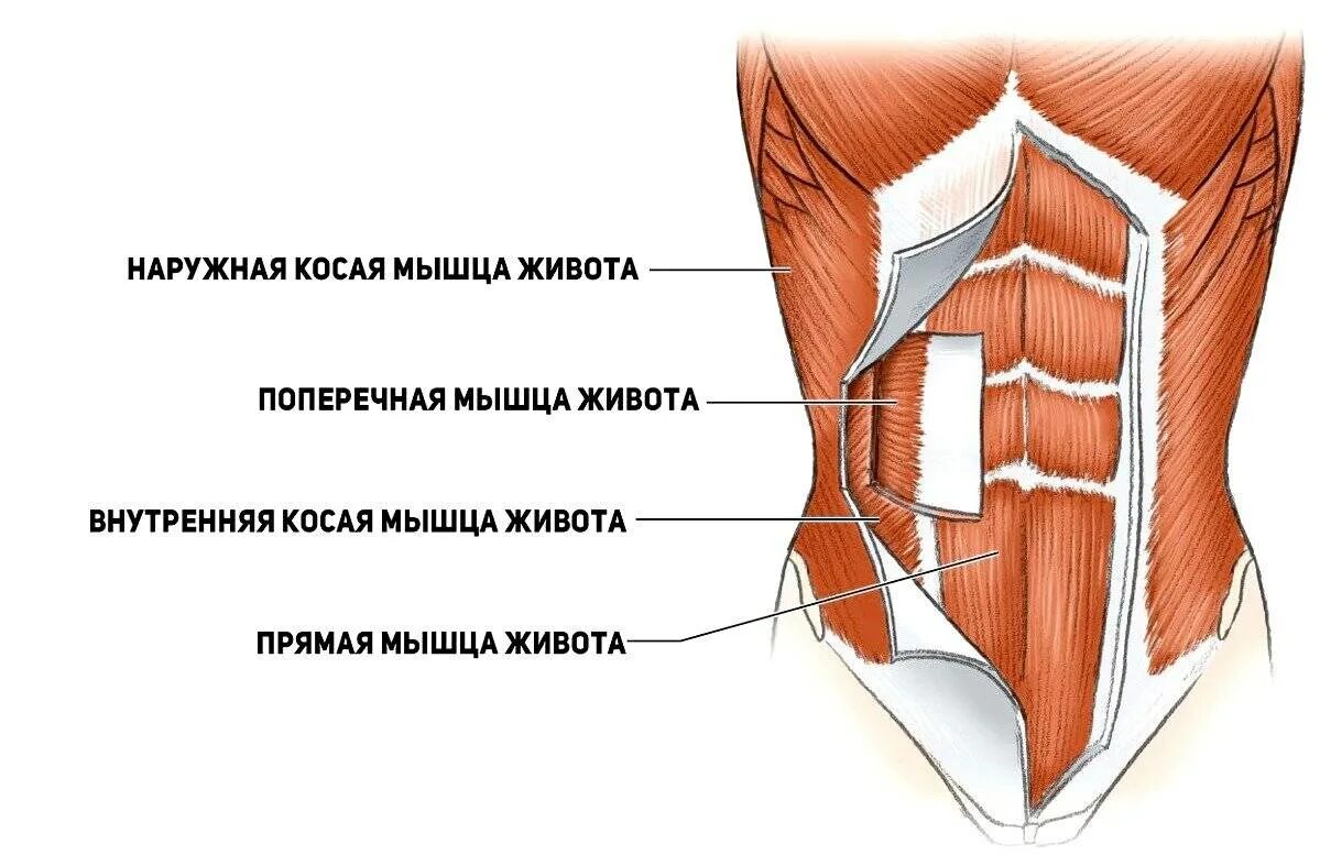 Передняя прямая мышца живота. Анатомия мышц внешние и внутренние живот. Поперечная косая мышца живота.