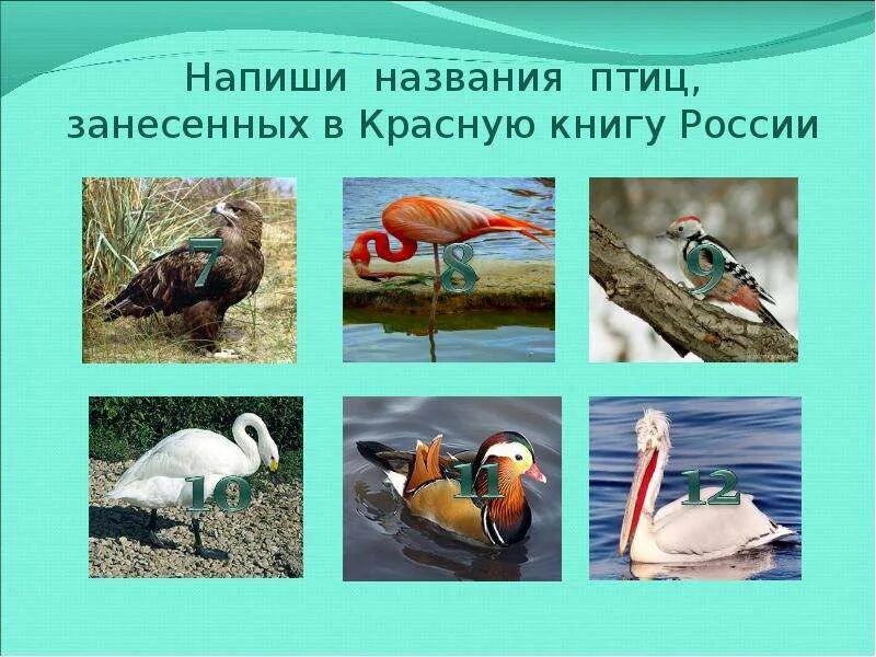 Сколько птиц занесено в красную книгу. Птицы красной книги.