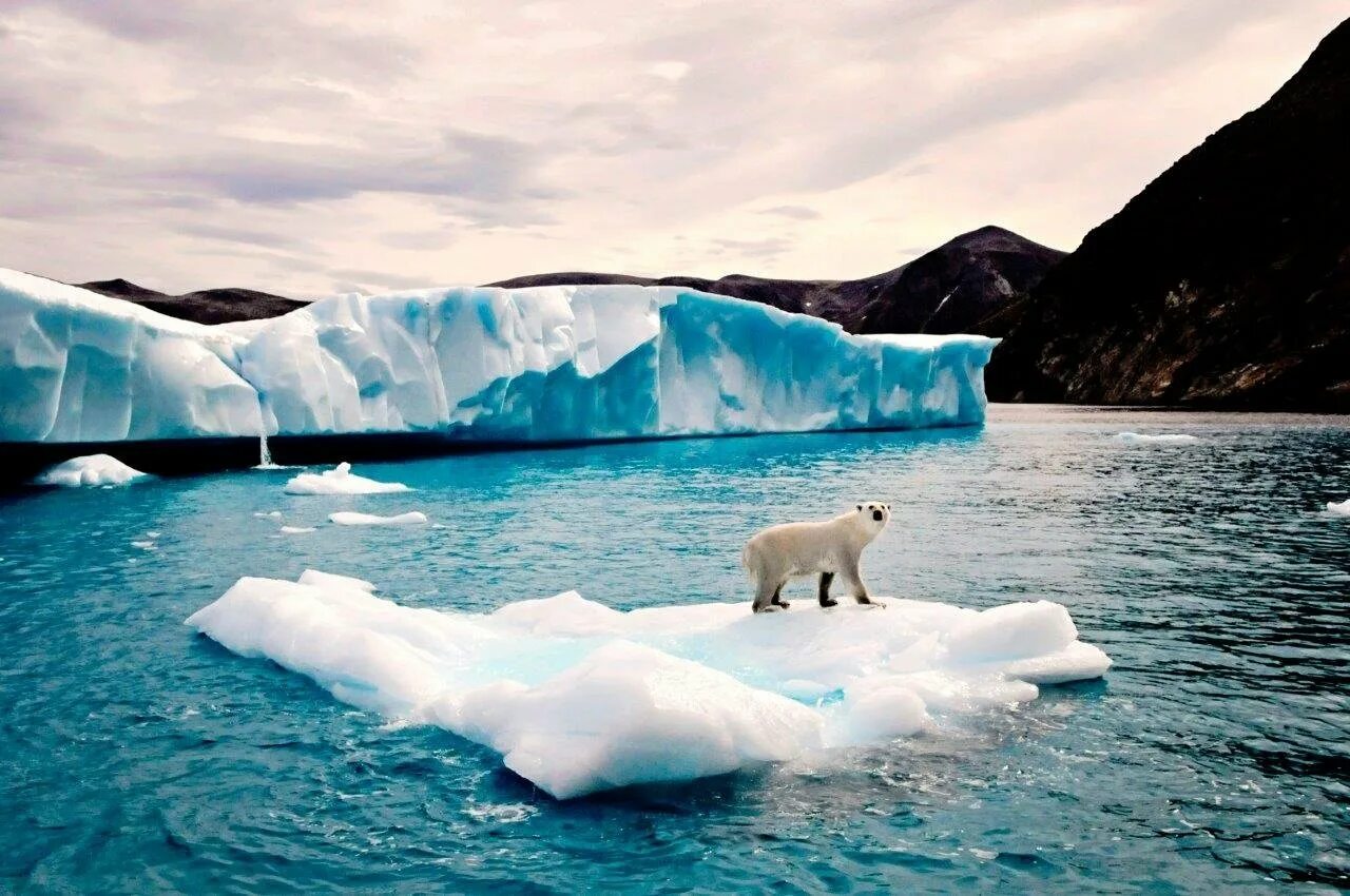Северный Ледовитый океан белый медведь. Северный Ледовитый океан и Антарктида. Ледовитый океан с медведем. Северный полюс Арктика.