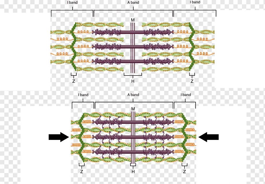 Белки саркомера. Строение саркомера. Sarcomere structure. Дистрофин саркомер.