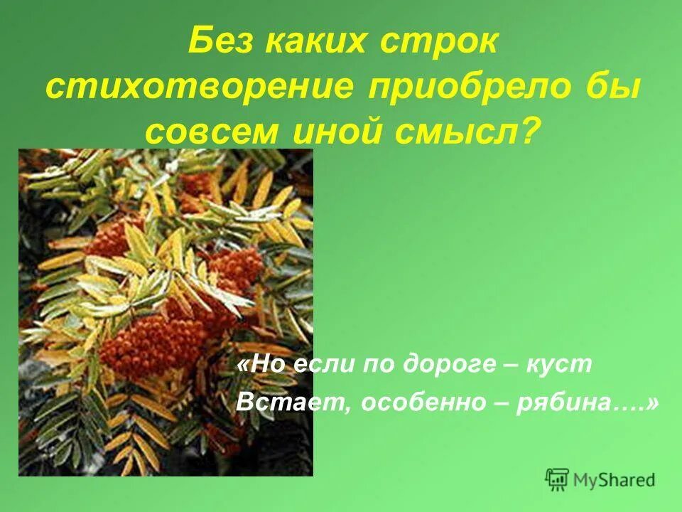 Если по дороге куст стоит особенно рябина. Но если на дороге куст особенно рябина Цветаева. Стихотворение о тоске по родине и куст рябины. Стихотворение Цветаевой рябина смысл.