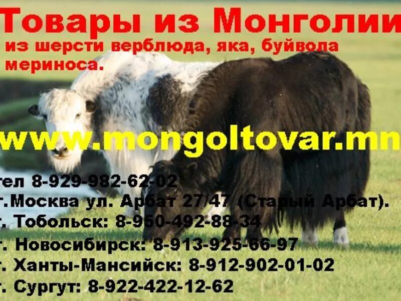 шерсть яка или верблюда. шерсть яка или верблюда. шерсть яка или верблюда. шерсть яка или верблюда. шерсть овцебыка пряжа.