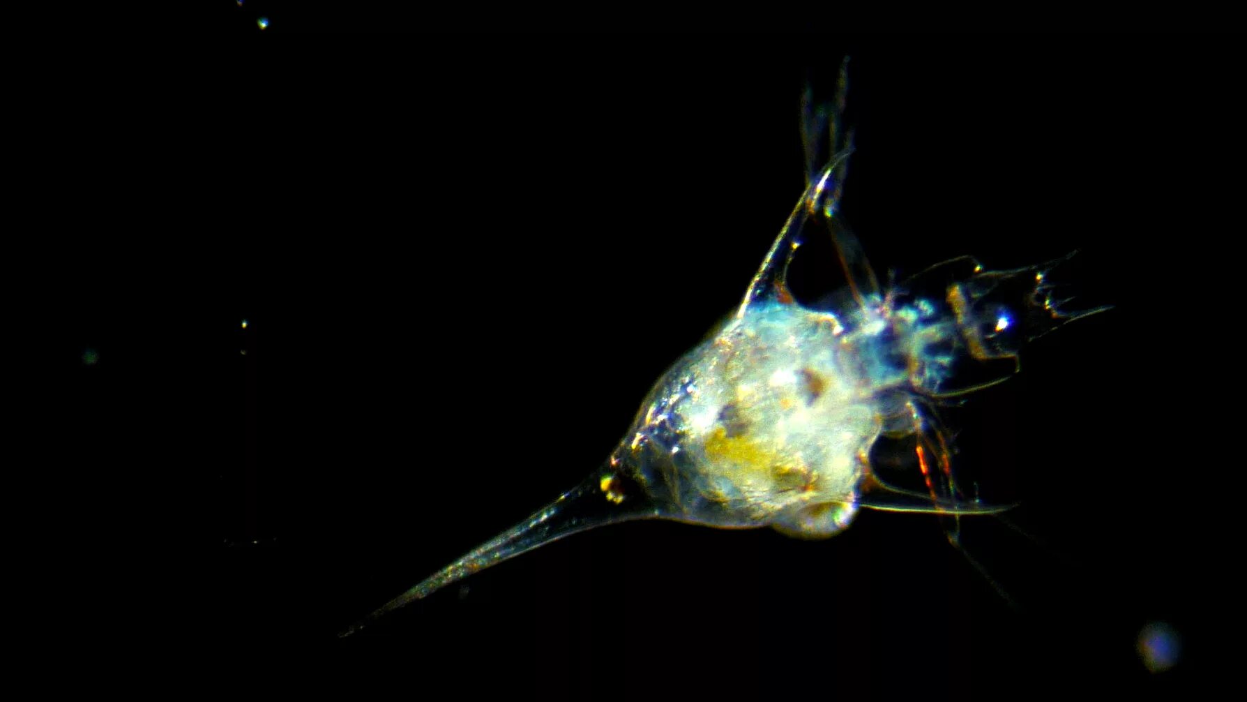 Морской зоопланктон. Макропланктон. Морской фитопланктон. Планктон фото. Покажи планктона