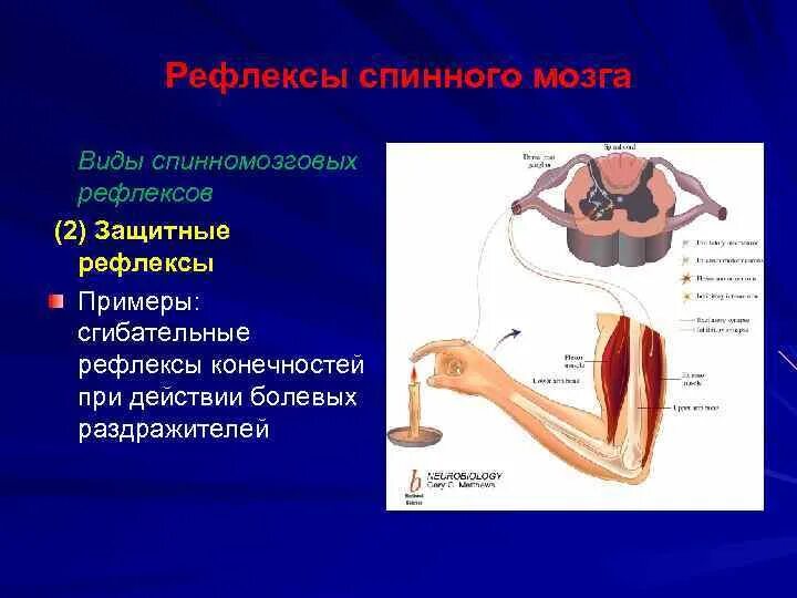 Защитные рефлексы спинного мозга. Спинальные сгибательные рефлексы. Классификация рефлексов спинного мозга физиология. Защитные рефлексы примеры.