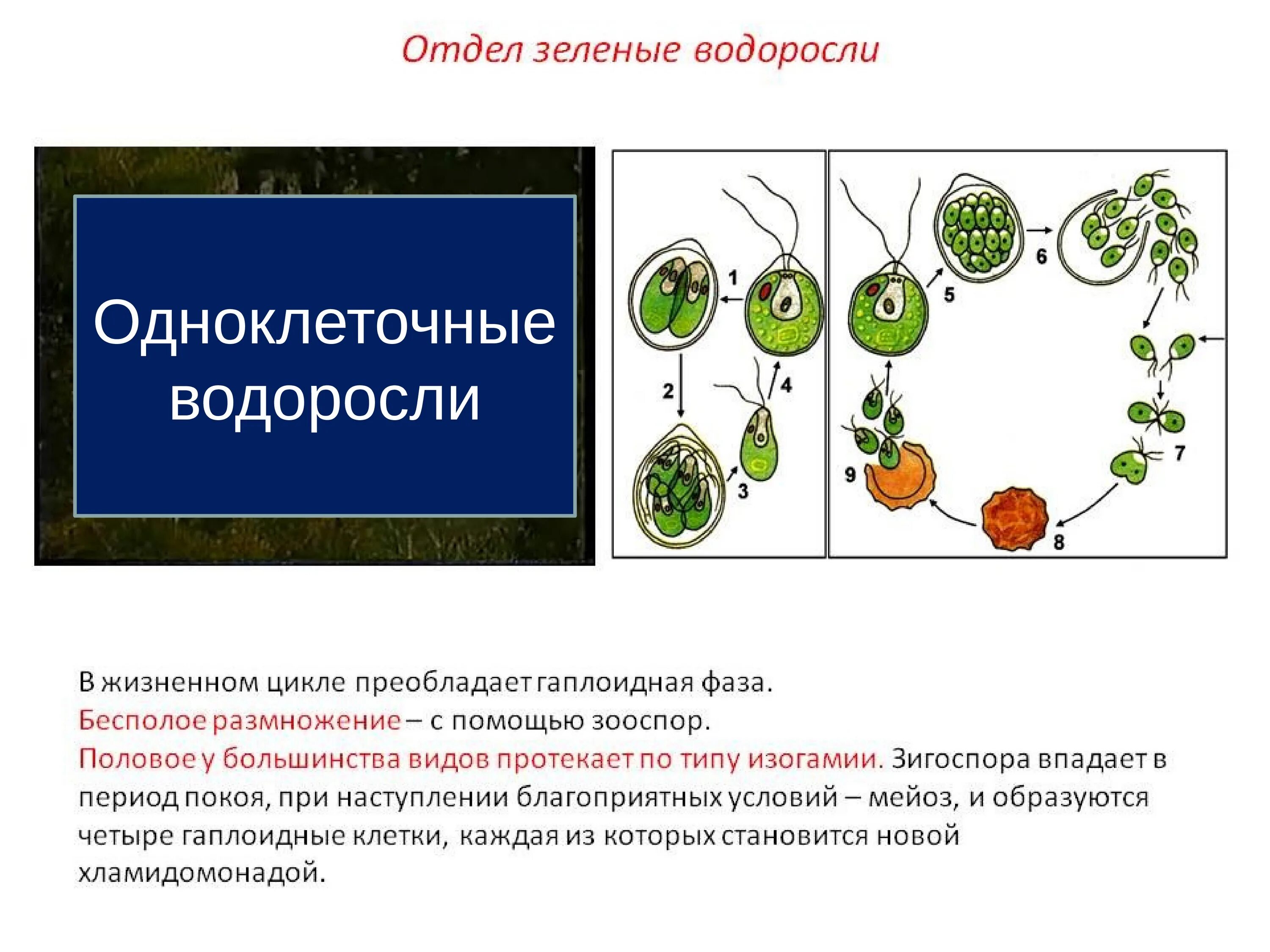 Что образуется в клетках зеленых водорослей. Размножение зеленых водорослей. жизненный цикл водорослей. жизненный цикл зеленых водорослей. стадии жизненного цикла зеленых водорослей.
