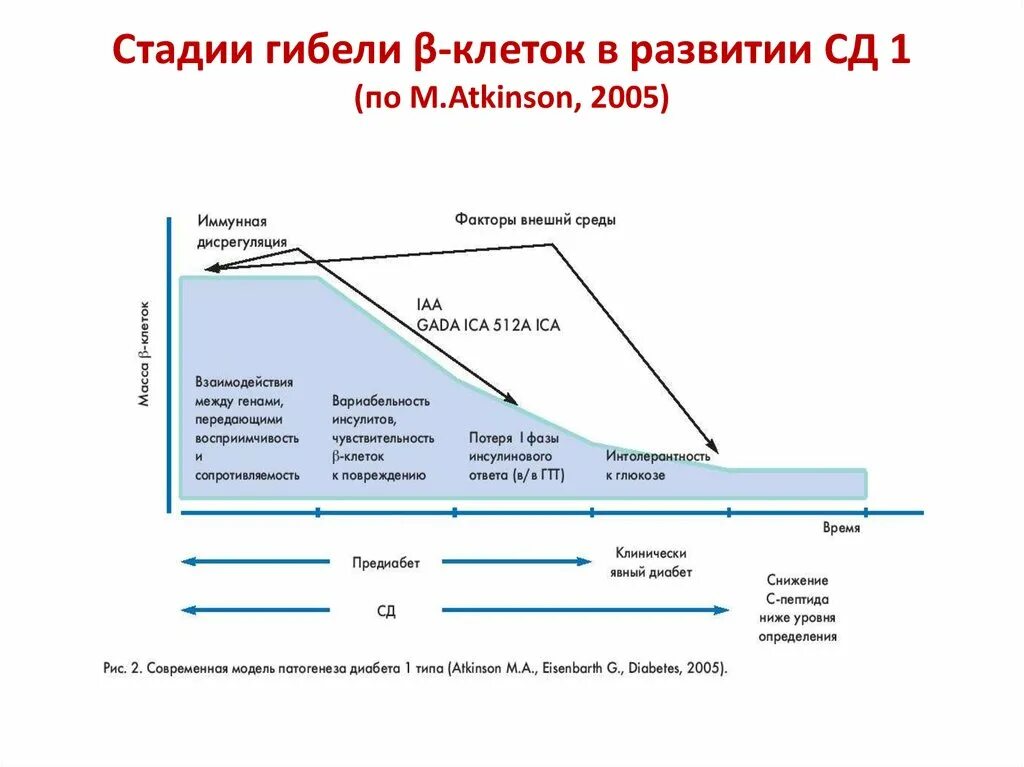 Сд 01. Стадии развития сахарного диабета 1 типа. СД 2 типа фазы развития. Фазы СД 1 типа. Стадии развития СД 1.