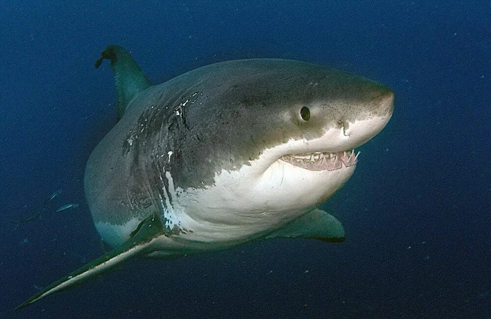 гансбай юар акулы. белая акула людоед кархародон. акула настоящая. кархародон мегалодон. атлантическая сельдевая акула.