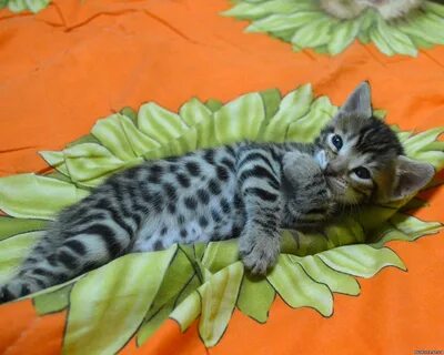 Бенгальско шотландская кошка