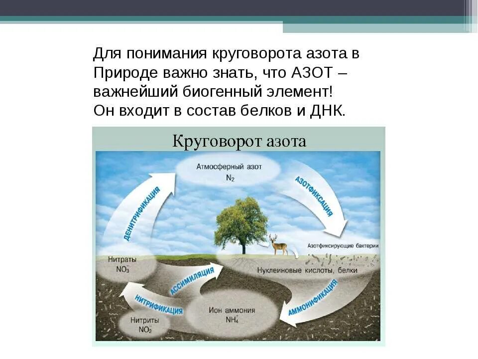 Опишите круговорот азота в природе. Круговорот азота в природе. Круговорот ахота в природе. Круговорот азота в природе схема. Круговорот азота в природе (схема и пояснения)..