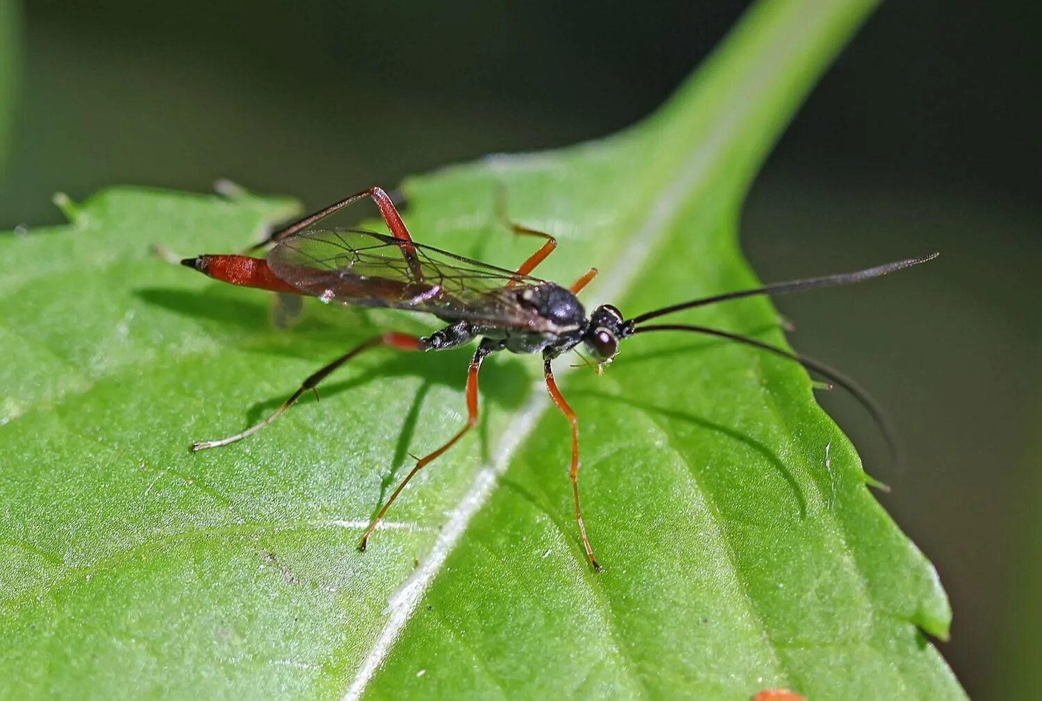 Наездник тип. Наездник и личинка бабочки тип отношений. Наездники размножение. Наездник тип. Наездники перепончатокрылые насекомые.