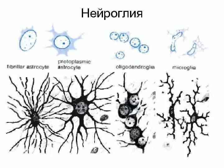 Глиальные клетки нервной ткани. Типы глиальных клеток рисунок. Типы клеток нейроглии на рисунке. Типы нейроглии рисунок.