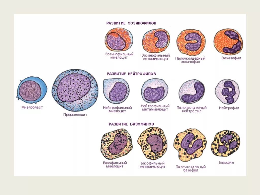 Стадии развития крови. Схема созревания кровяных клеток. Схема развития нейтрофильных лейкоцитов. Стадии созревания нейтрофилов. Нейтрофилы схема кроветворения.