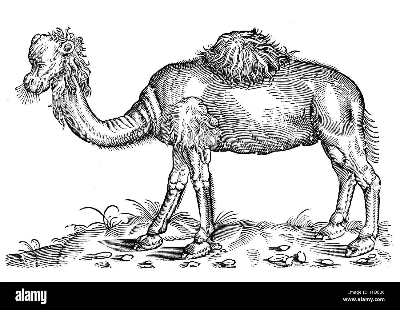 Верблюд в исламе. Болезни верблюдовых. Ближневосточный коронавирус. Болезни верблюдовых. Трехгорбый верблюд.