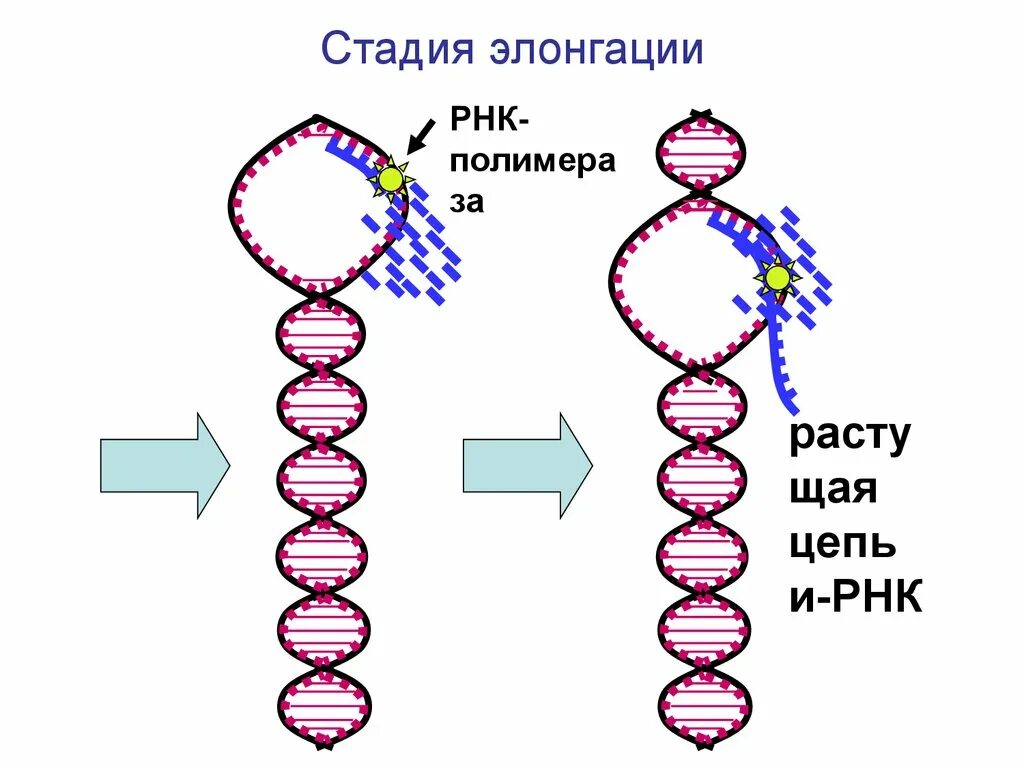 Элонгация транскрипции. Элонгация ДНК схема. Элонгация репликации ДНК схема. Стадии репликации ДНК инициация. Терминация репликации ДНК схема.