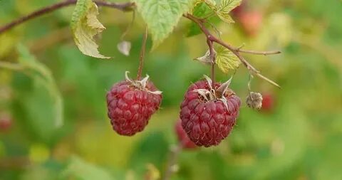 Куст малины колючий