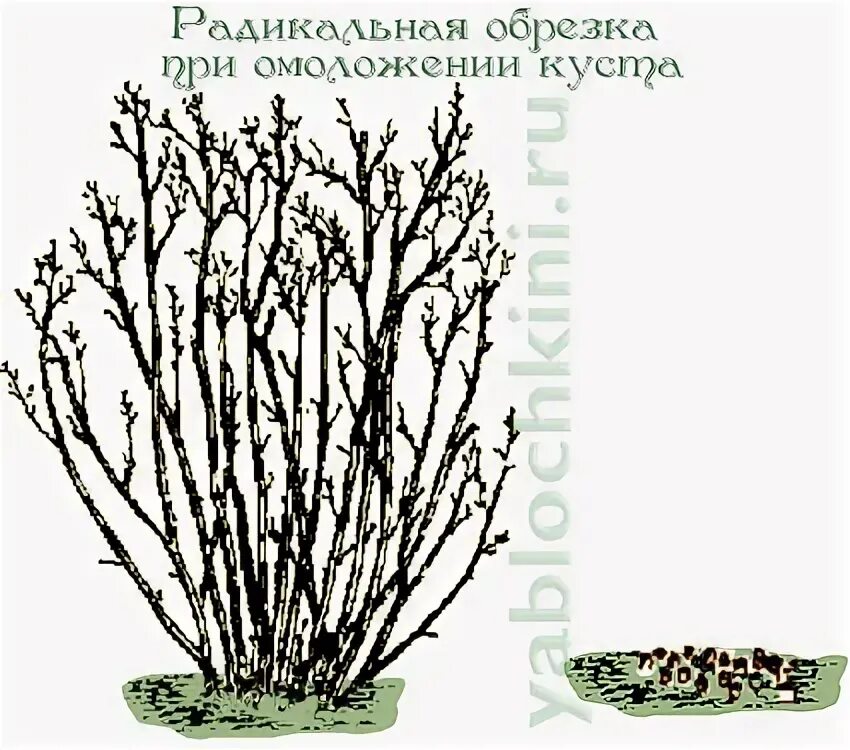 Обрезка черноплодной рябины весной. Обрезка черноплодной рябины осенью схема. Арония черноплодная формирование куста. Черноплодная рябина формирование куста. Обрезка черноплодной рябины