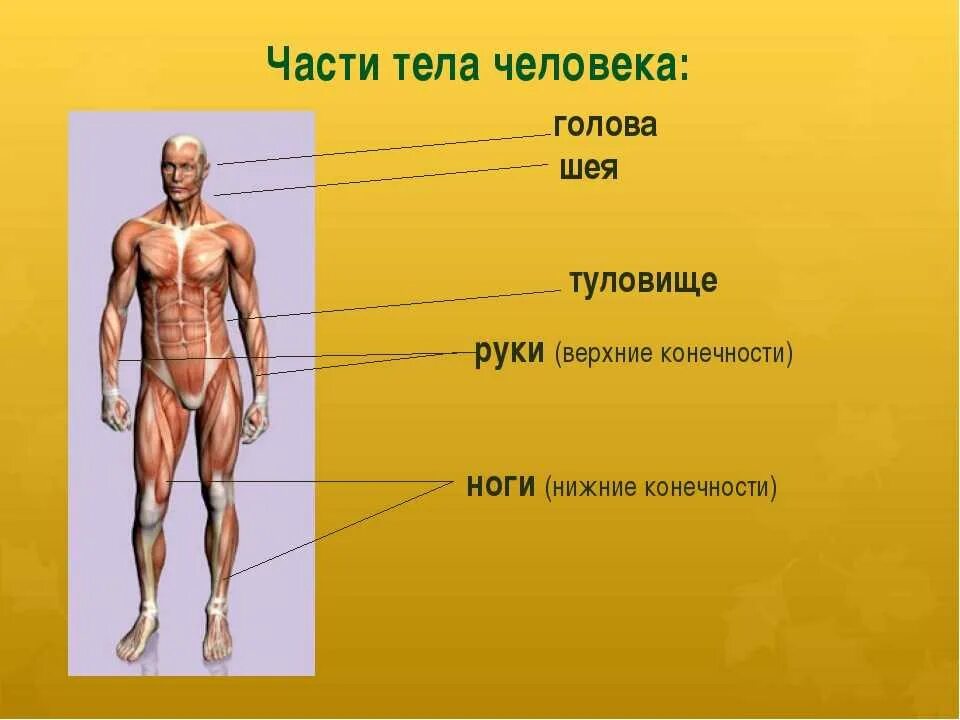 Название организма человека. Части тела человека анатомия. Человечек части тела. Туловище человека. Назовите части телачеловнка.