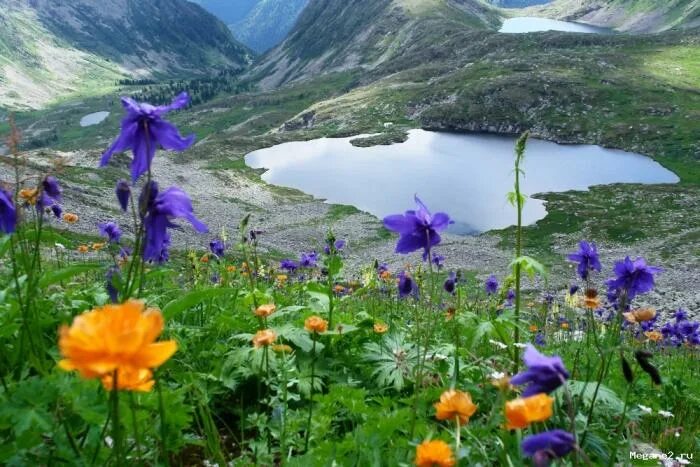 разнообразие природы красноярского края. растения родного края красноярский край. растительность родного края. тайга ергаки. природа красноярского края тайга.