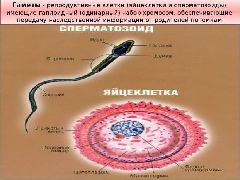 Какой набор хромосом имеют спермии. Строение яйцеклетки и спермия. Строение яйцеклетки и сперматозоида. Строение яйцеклетки животных. Генетический материал яйцеклетки.