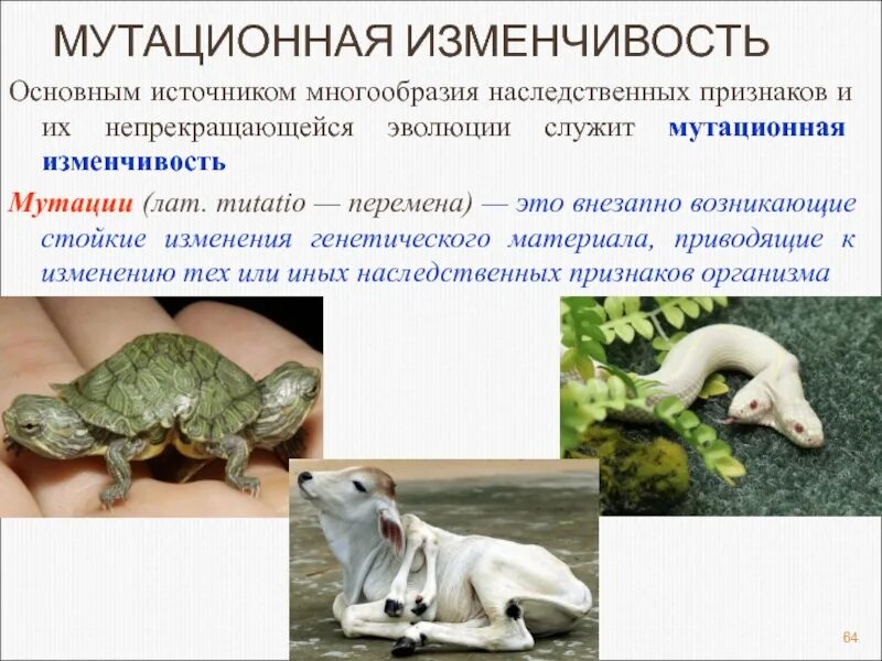 Приведите примеры мутационной изменчивости. Мутационная изменчивость биология 11 класс. мутационная изменчивость примеры. мутационная изменчивость у животных. мутационный процесс примеры.