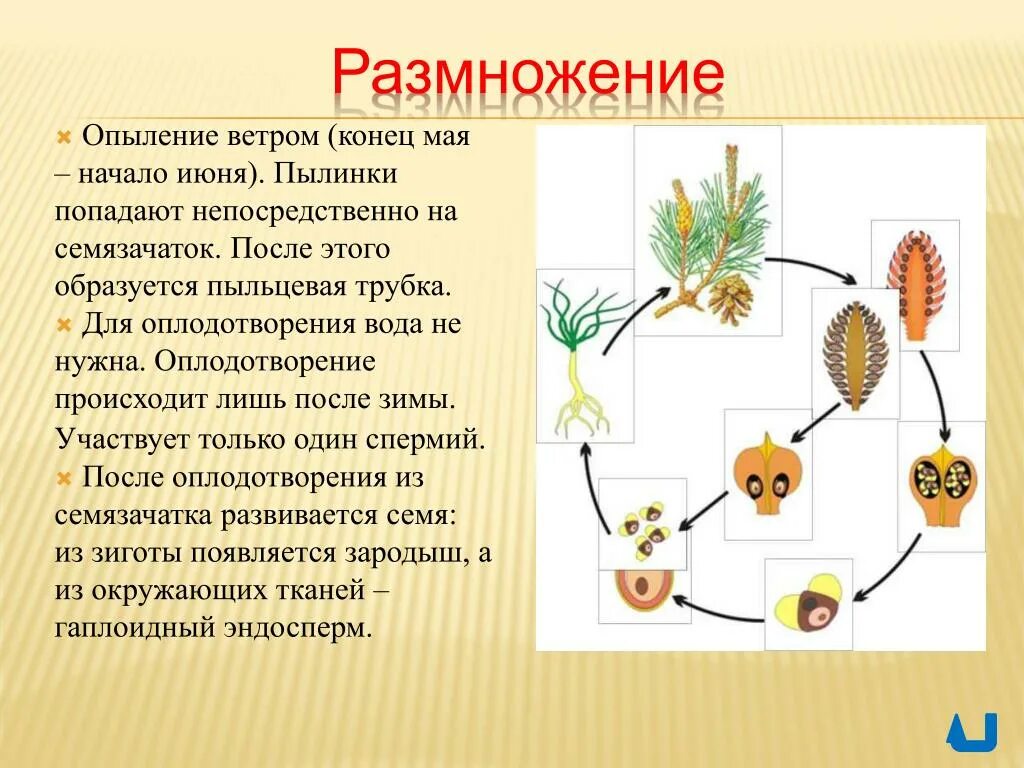 Размножение семян ветром. Эндосперм голосеменных это гаметофит. Оплодотворение у голосеменных схема. Размножение голосеменных схема. Схема развития семязачатка голосеменных растений.