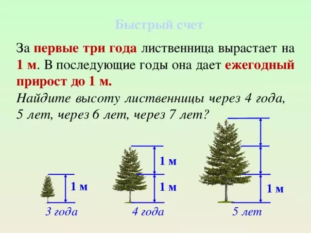 Пять пихт задача более легче