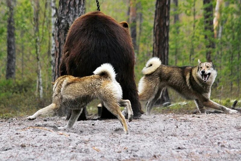 Лайка с медведями. Западно Сибирская лайка медведь. Лайка в тайге. Западносибирская лайка и медведь. Тайга собака.