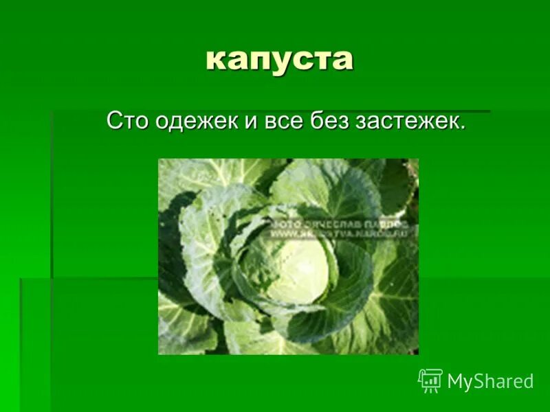 Одежек и все без застежек загадка. Капуста СТО одежек и все без застежек. СТО одёжек и все без застёжек загадка. СТО одежек, и все без застежек. 100 Одежды и все без застежки.